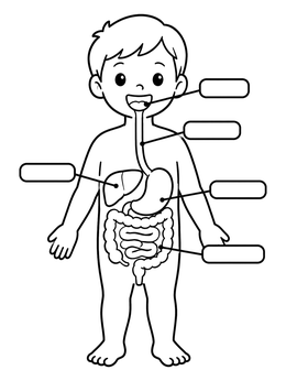 Free printable Human Body Digestive System Diagram coloring page