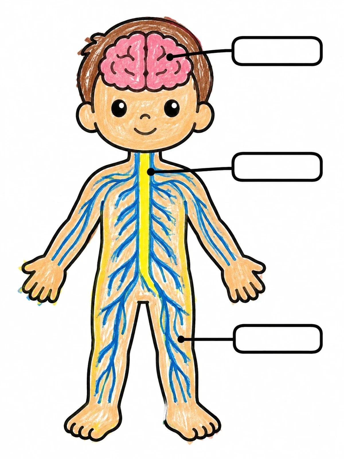 Colored example of the Child Body Nervous System Diagram coloring page