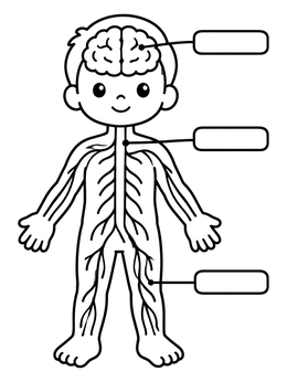Free printable Child Body Nervous System Diagram coloring page