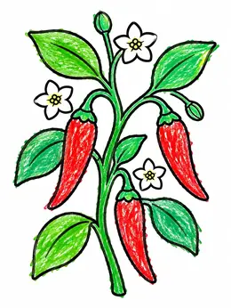 Chili Pepper Plant With Flowers – Chili Peppers Coloring Page