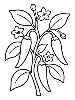 A simple chili peppers coloring page showing a plant branch with hanging peppers, leaves, and small blossoms.