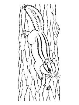 A detailed chipmunk coloring page showing the animal climbing headfirst down rough tree bark.