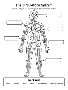 Free printable Circulatory System Anatomy Worksheet coloring page