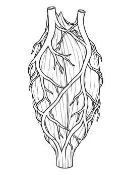 Free printable Blood Vessels Around Skeletal Muscle coloring page
