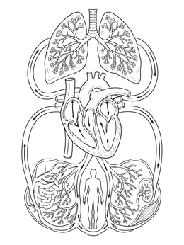 A diagram of the circulatory system in this heart anatomy coloring page.