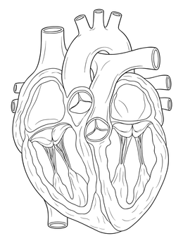 Anatomical cross section in this circulatory system coloring page showing chambers and heart valves.
