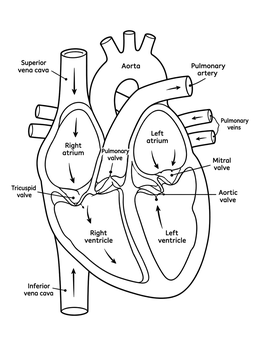 Free printable Human Heart Cross Section Diagram coloring page