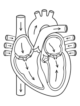 Free printable Human Heart Cross Section Diagram coloring page