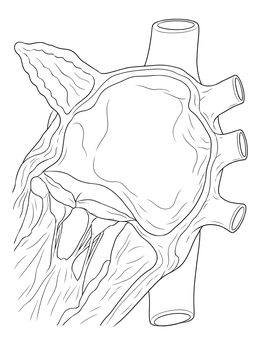Anatomical cross section in this circulatory system coloring page.