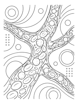 Detailed circulatory system coloring page showing blood cells flowing through branching capillaries.