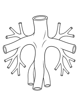 Free printable Pulmonary Artery And Vessel Branches coloring page