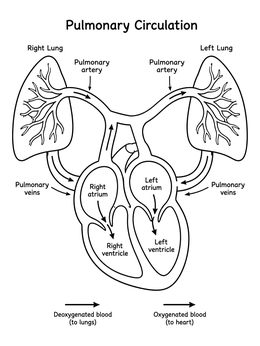 Free printable Pulmonary Circulation Diagram With Heart And Lungs coloring page