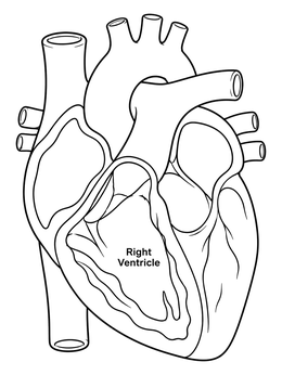 Anatomical cross section in this circulatory system coloring page highlighting the right ventricle.