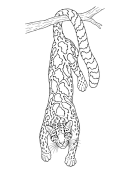 Free printable Clouded Leopard Climbing Down Tree Branch coloring page