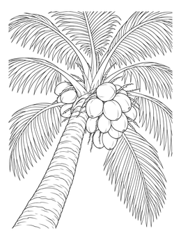 Free printable Coconut Palm Tree With Coconuts coloring page