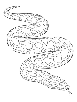 Detailed burmese python coloring page showing a winding patterned snake.