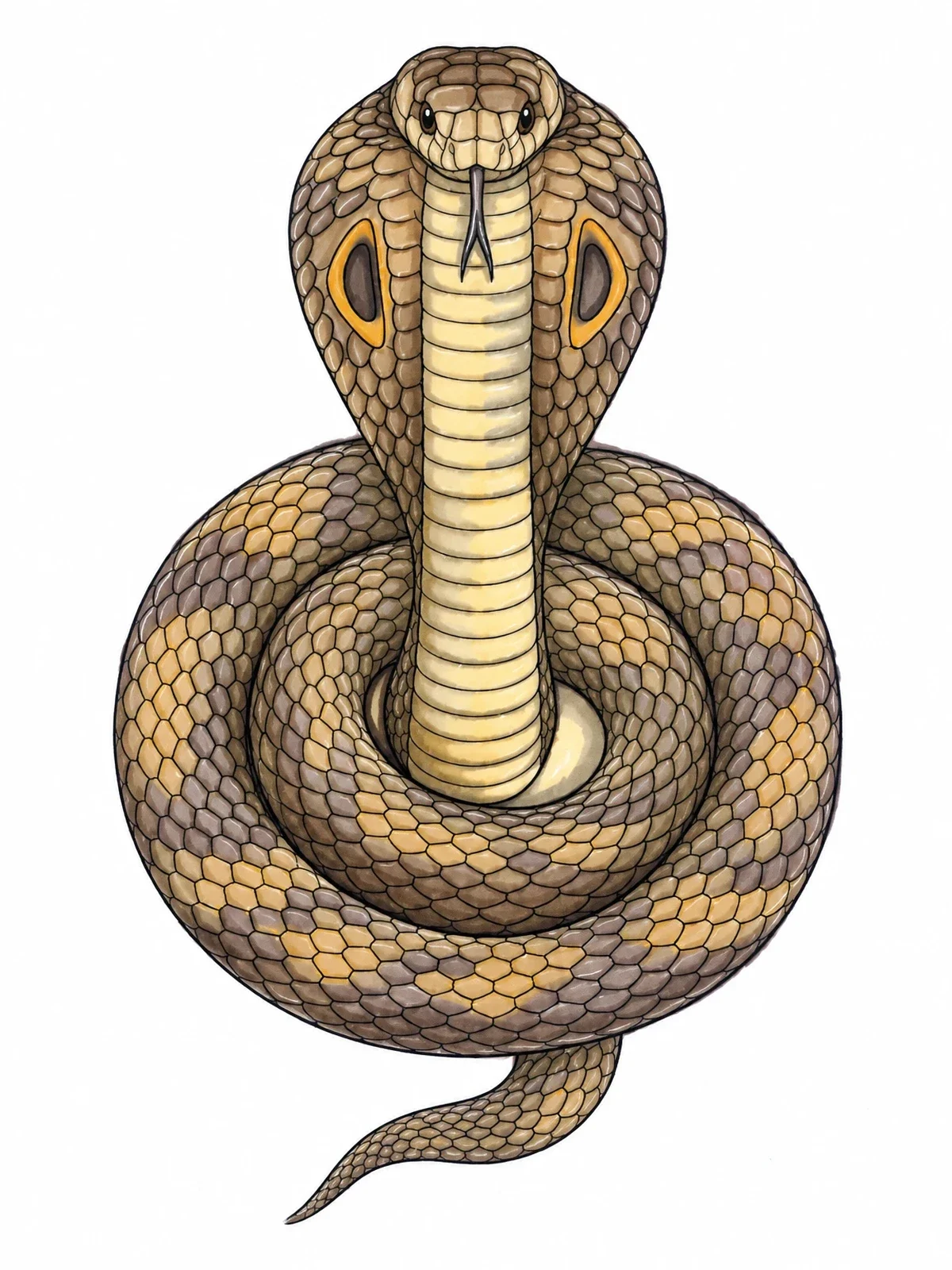 Colored example of the Coiled Cobra With Flared Hood coloring page