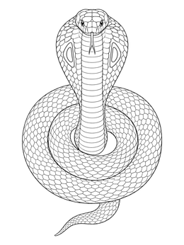 A symmetrical cobra coloring page showing the snake coiled tightly with an expanded hood.