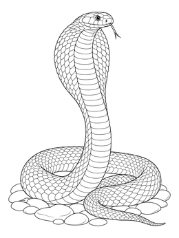 Detailed cobra coloring page showing a rearing snake with spread hood on river rocks.