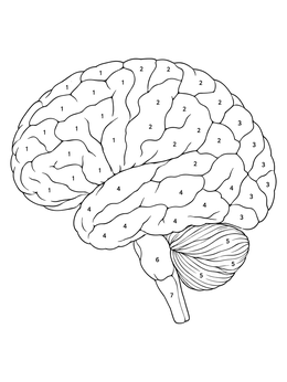 An educational brain coloring page showing the lobes and cerebellum numbered for coloring.