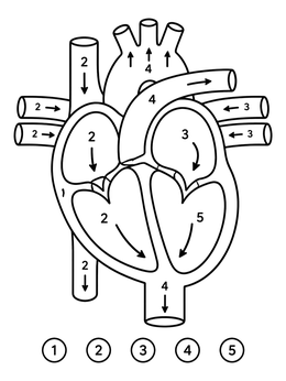 Free printable Color By Number Human Heart Diagram coloring page