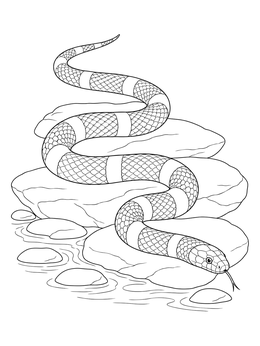 A striped snake on smooth river stones in this coral coloring page.