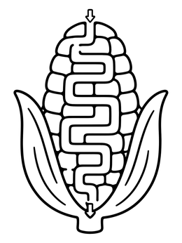 Free printable Corn Cob Maze Puzzle coloring page