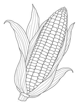 Detailed ear of corn in a cornucopia food coloring page with husk leaves.