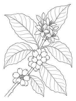 Free printable Costa Rican Coffee Plant Branch coloring page