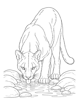 Free printable Cougar Drinking From A Mountain Stream coloring page