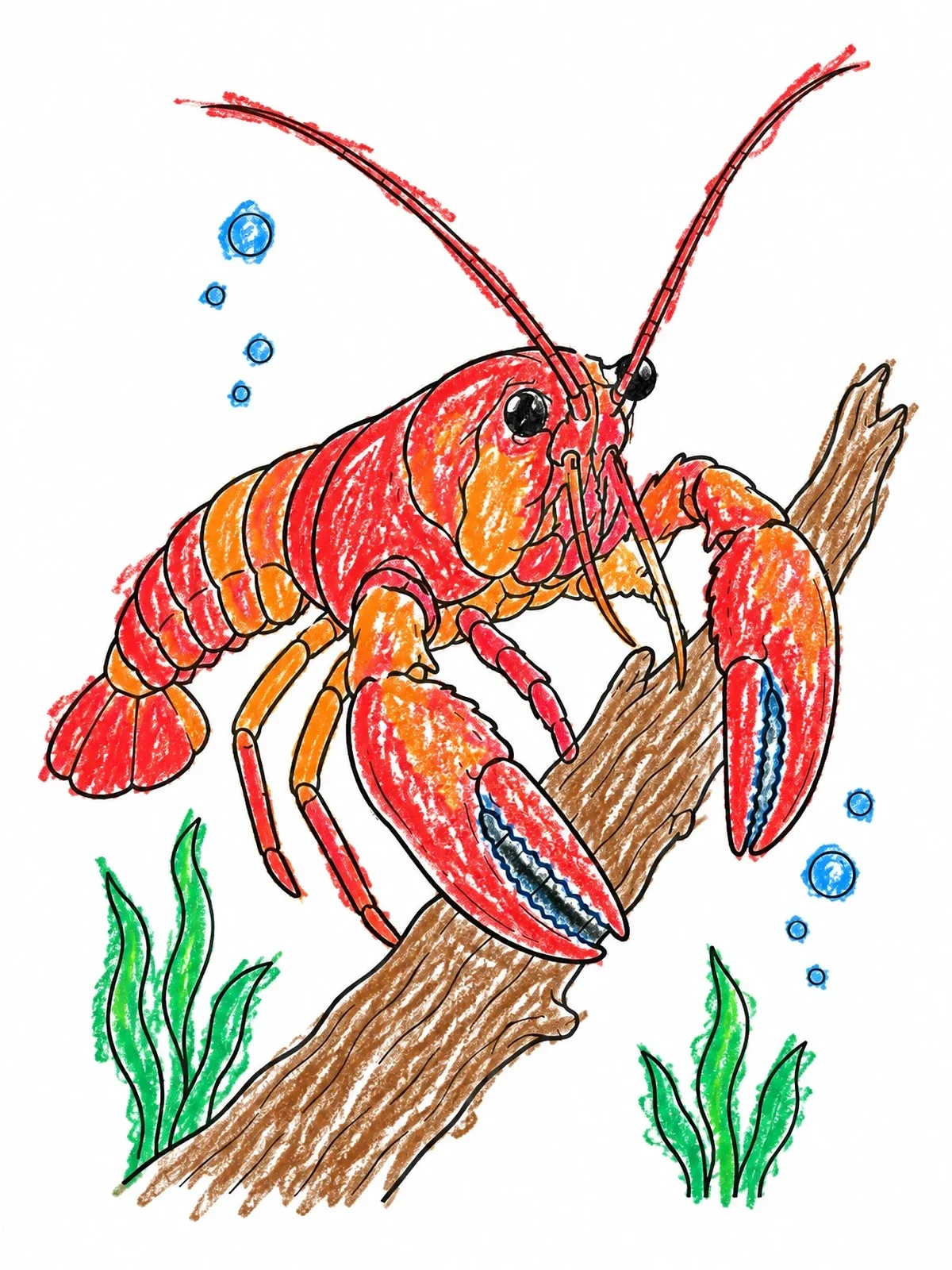 Colored example of the Crawfish Climbing On Submerged Branch coloring page