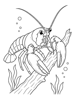 A detailed crawfish coloring page showing a crayfish holding onto an underwater wooden branch.