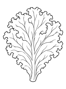 A detailed crisp lettuce coloring page showing a single curly leaf with clear veins.