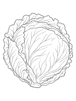 Detailed lettuce coloring page featuring a round head with layered leaves.