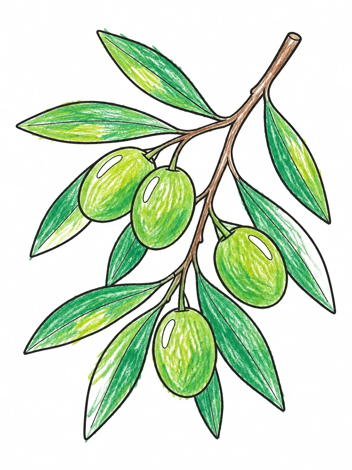 Colored example of the Mediterranean Olive Branch With Ripe Olives coloring page