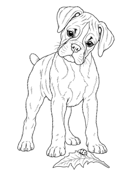 A curious puppy in this boxer dog coloring page looking down at a little ladybug on a leaf.