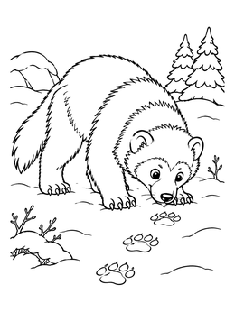 Free printable Curious Wolverine Following Fresh Snow Tracks coloring page