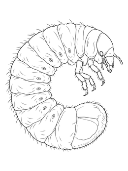A detailed insect larva coloring page featuring a curled beetle grub.