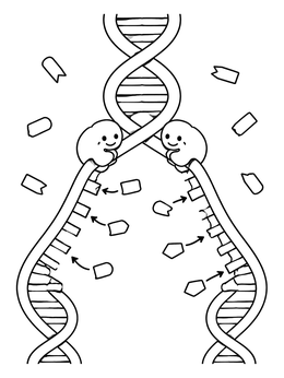 Free printable Cute Dna Replication Fork coloring page