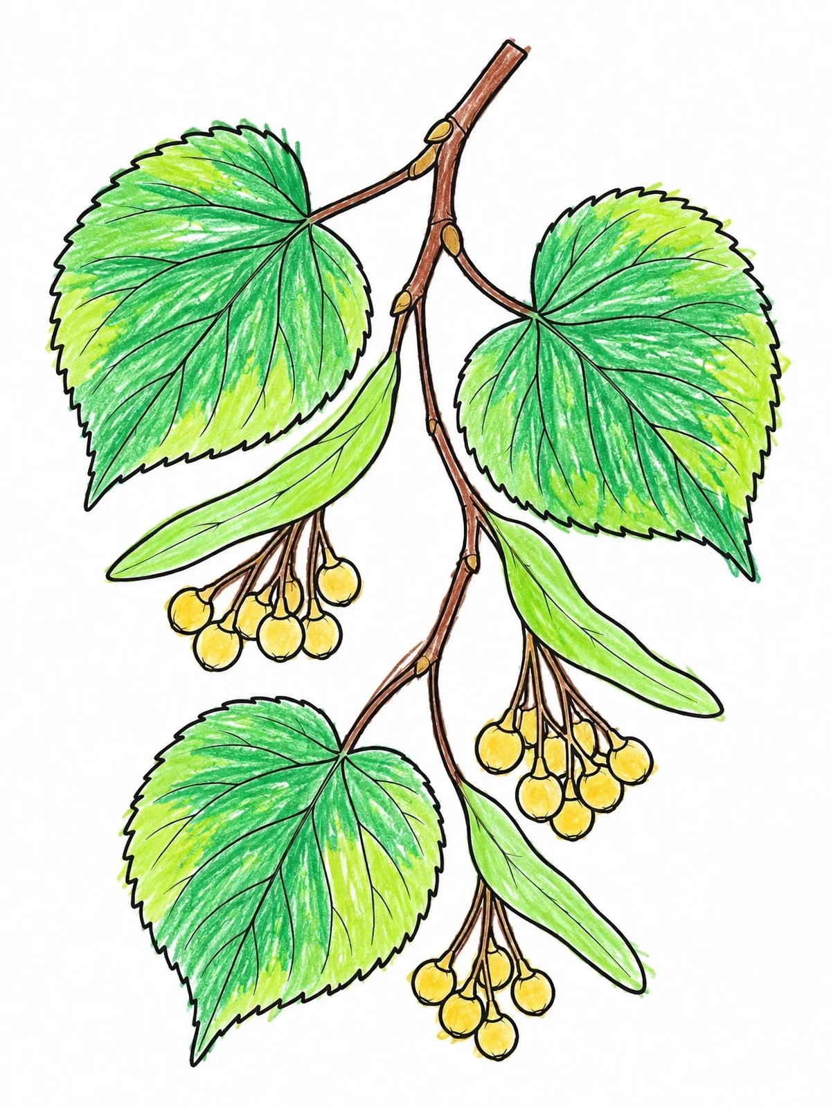 Colored example of the Czech Linden Tree Branch coloring page
