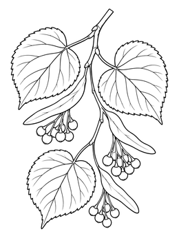 Free printable Czech Linden Tree Branch coloring page