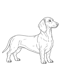 Detailed dachsund coloring page showing an alert dog standing in full side profile.