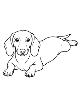 Relaxed pup in this cute dachsund coloring page stretching out with back legs flat behind it.