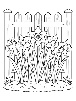 A daffodil flower coloring page featuring spring blooms growing in front of a wooden garden fence.
