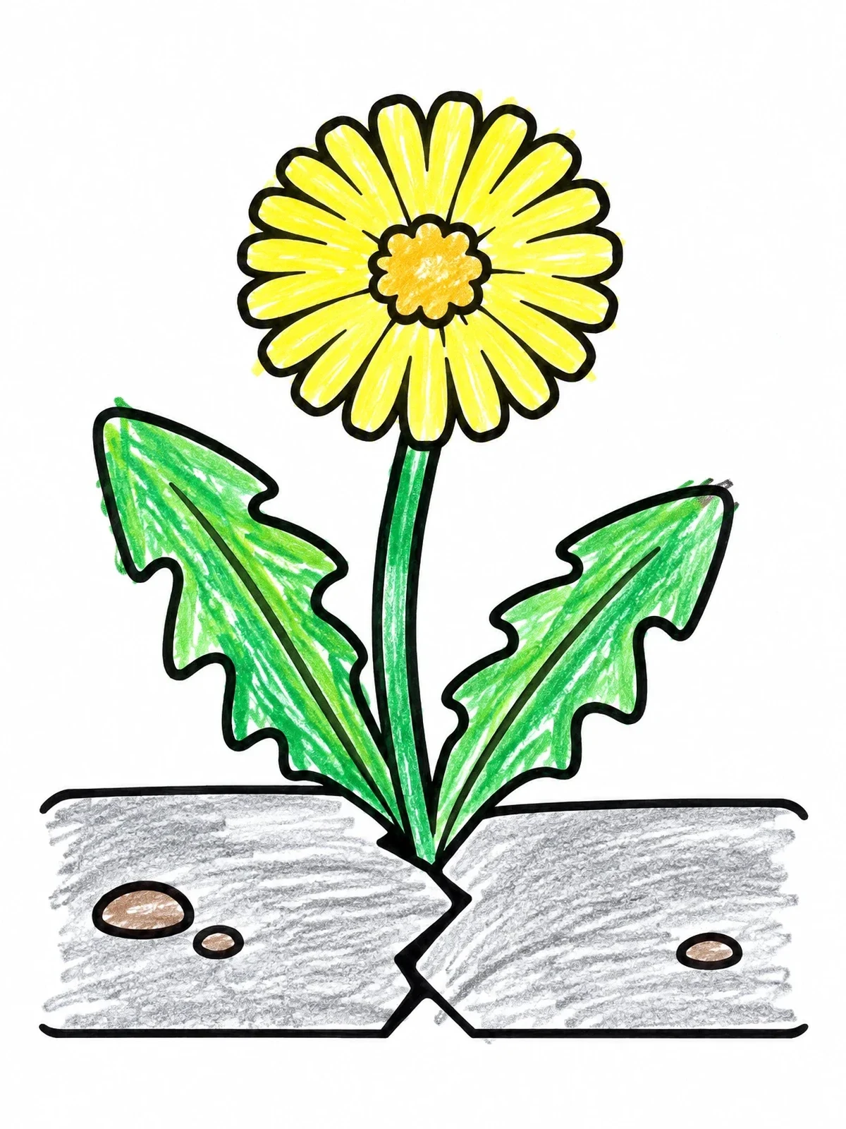 Colored example of the Dandelion Growing In Sidewalk Crack coloring page