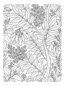 Intricate botanical deciduous forest coloring page featuring ash branches, leaves, and clusters of seeds.