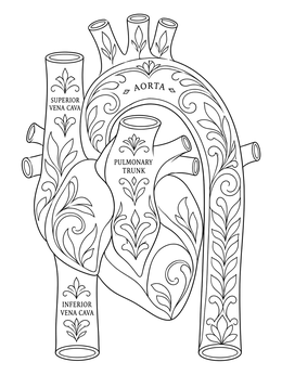 Anatomical heart and vessels featured in this circulatory system coloring page.