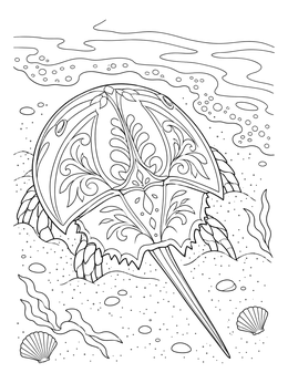 An ornate horseshoe crab resting by the surf on this detailed crab coloring page.