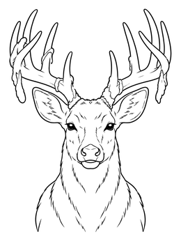 A detailed deer coloring page showing a buck portrait with large shedding antlers.