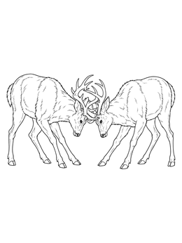 Two rival bucks locking antlers on this detailed deer coloring page.